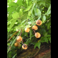 Melia azedarach - Arbre a chapelets (03)